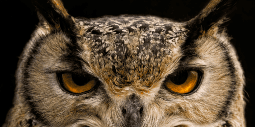 Différences entre chouette et hibou : comment les reconnaître ?