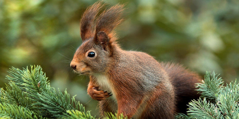Animal totem écureuil : guide de la préparation, de la joie et de l'abondance