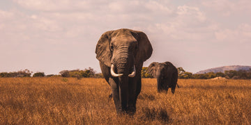 elephant animal spirituel