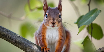 Journée mondiale écureuil 2026 | Origine et 3 secrets