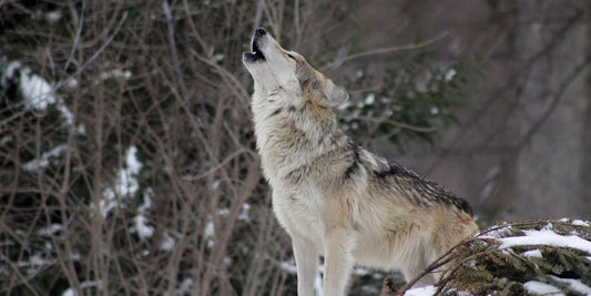 animal totem loup 