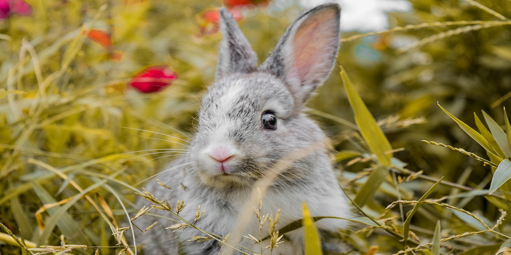 Animal totem Rabbit: Meanings and symbolism – Fauna