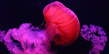 The Complete Guide to Your Life Path Number