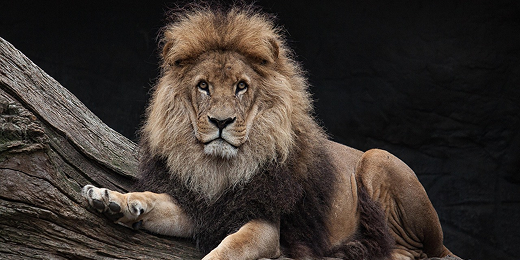 Quel Animal Symbolise le Courage ? Découvrez les 7 Totems de Bravoure