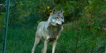 Loup AVES France