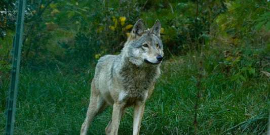 Loup AVES France