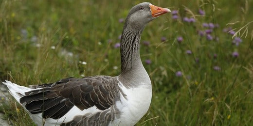 Animal totem de décembre : significations et révélations