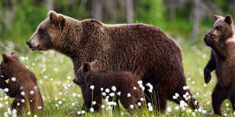 Animal Totem Ours et Ourson : Le Guide de la Force, de l'Amour Maternel et du Renouveau