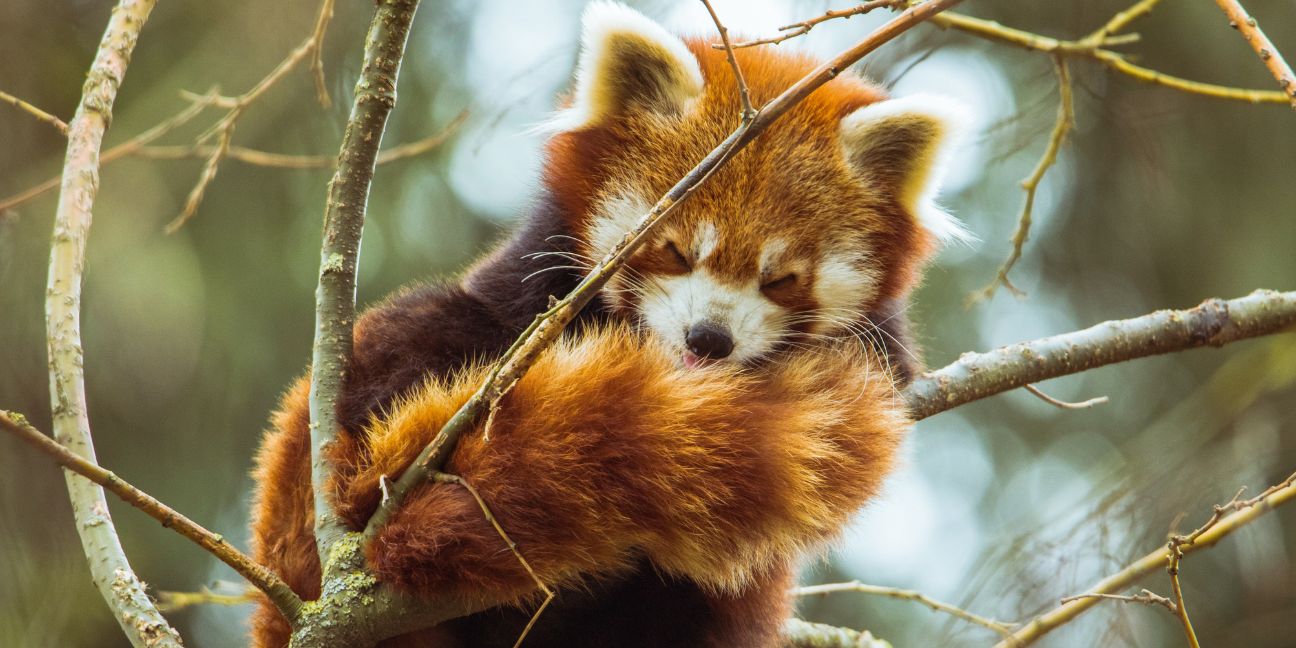 panda-roux-animal-totem