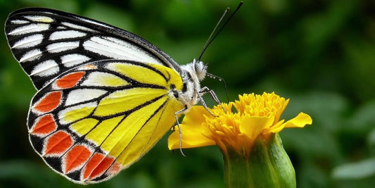 Animal totem papillon
