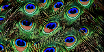 Plume de Paon : Signification Spirituelle et Symbolique (Notre Guide Expert 2026)