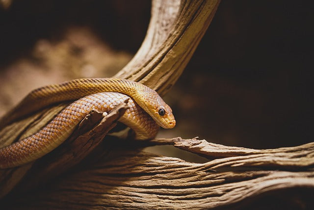 Animal Totem Serpent : Symboliques et significations