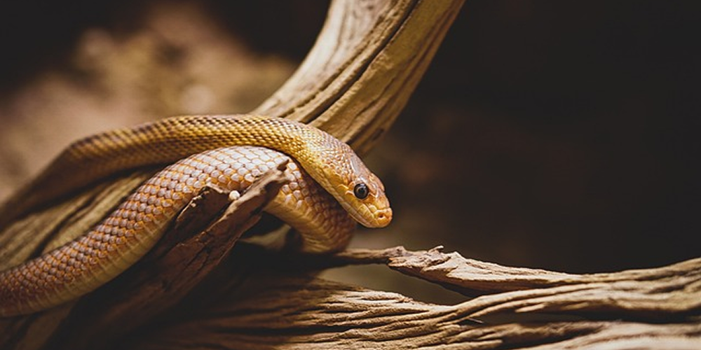Animal Totem Serpent : Symboliques et significations