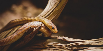 Animal Totem Serpent : Symboliques et significations