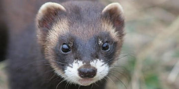 Skunk Spirit Animal Meaning: Embrace Protection, Confidence, and Inner Balance