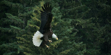 animal totem aigle