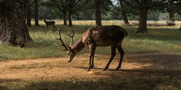 animal totem cerf