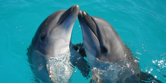 animal totem dauphin