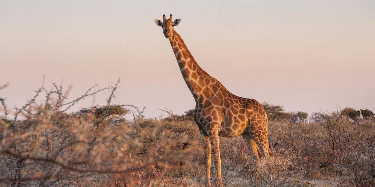 Giraffe is the tallest animal in the world. It has long legs and neck.  neck. Its long neck helps in 