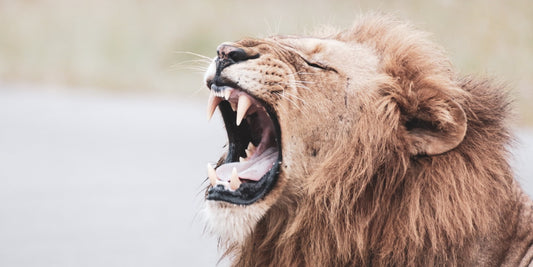 lion animal totem