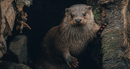 Animal totem loutre