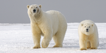 animal totem ours