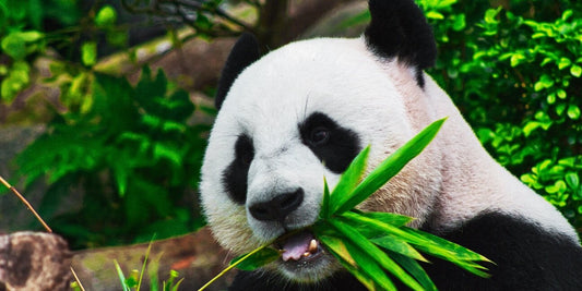 Panda animal totem