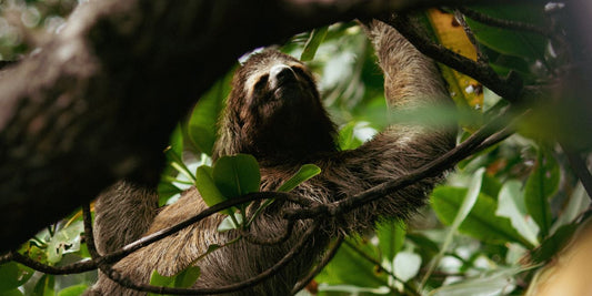 Animal Totem Paresseux : Symboliques et significations