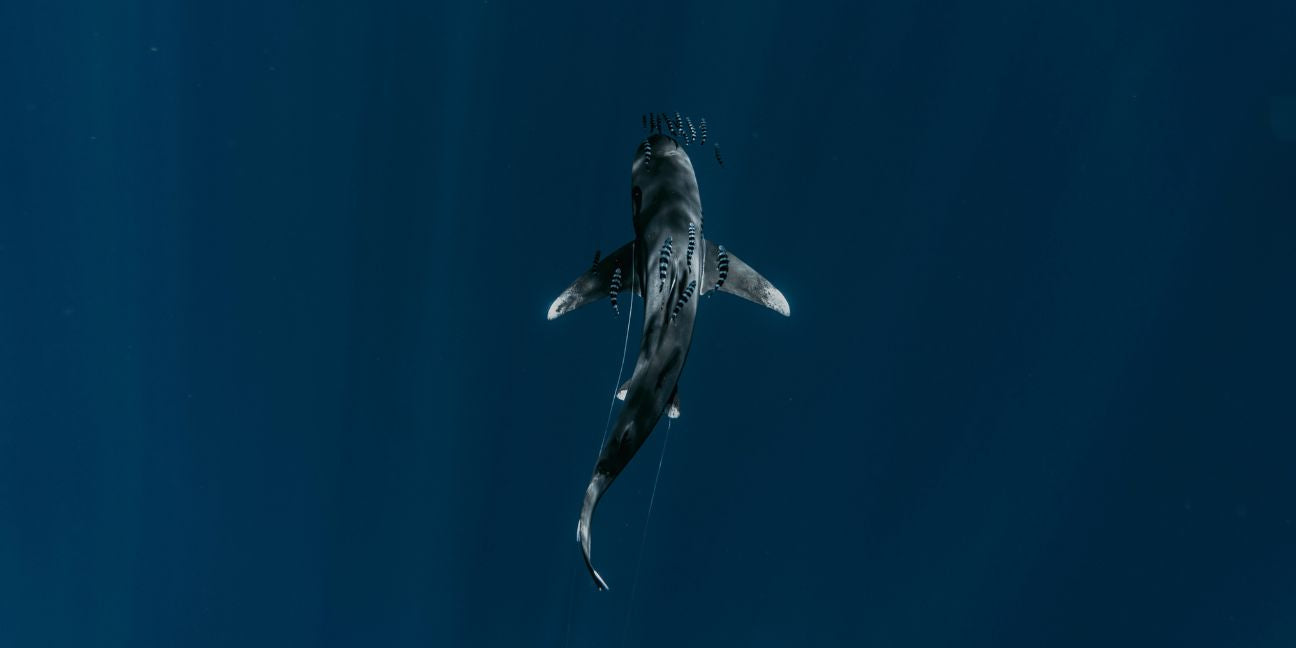 Animal Totem Requin : Symboliques et significations
