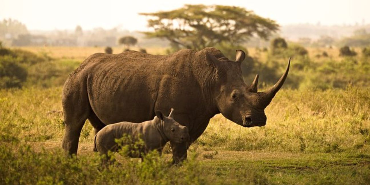 Animal Totem Rhinocéros : Symboliques et significations