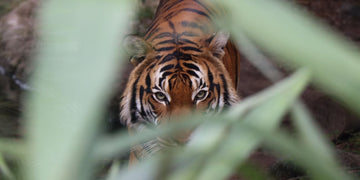 animal totem tigre