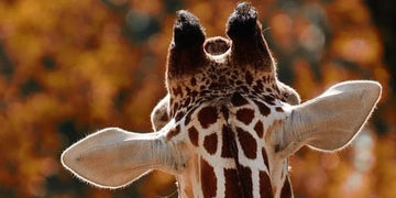 The Ultimate Guide to Your Spirit Animal by Life Path Number