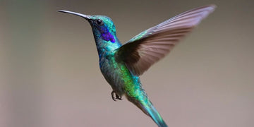The symbolism of the animal