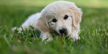 La symbolique de l'animal