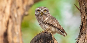La symbolique de l'animal