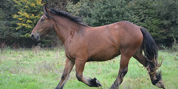 The symbolism of the animal