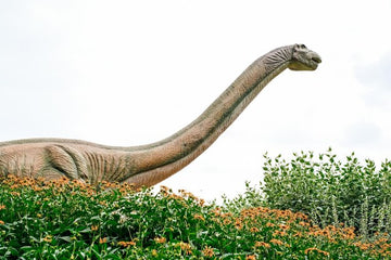 The symbolism of the animal