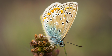 The symbolism of the animal