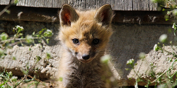 The symbolism of the animal