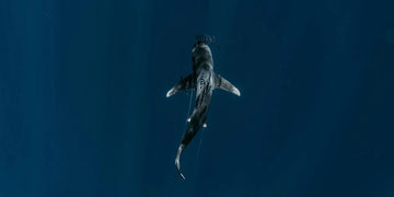 The symbolism of the animal